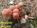Laccaria laccata-amf1061